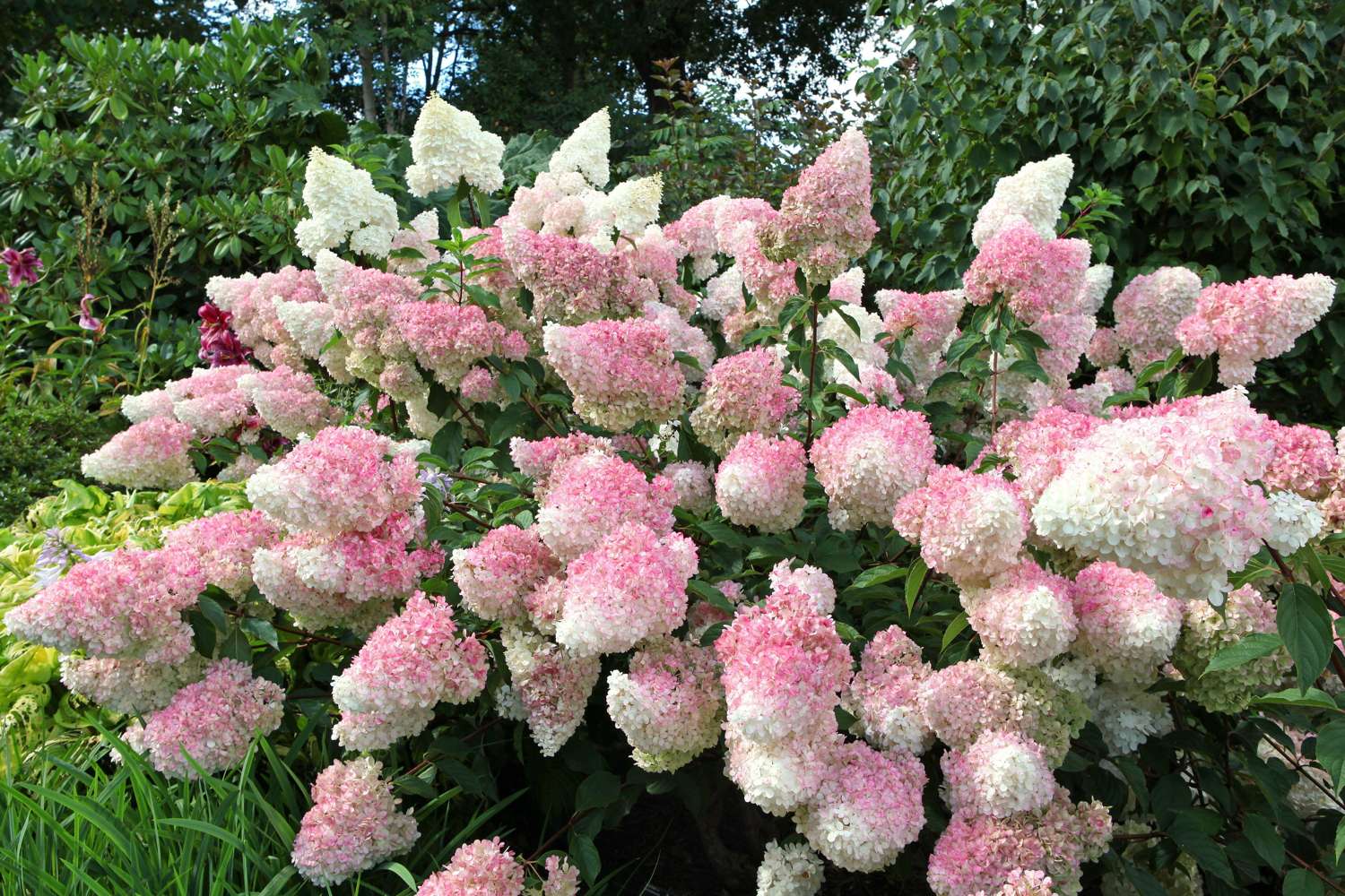 Hortensia 'Vanille Fraise'